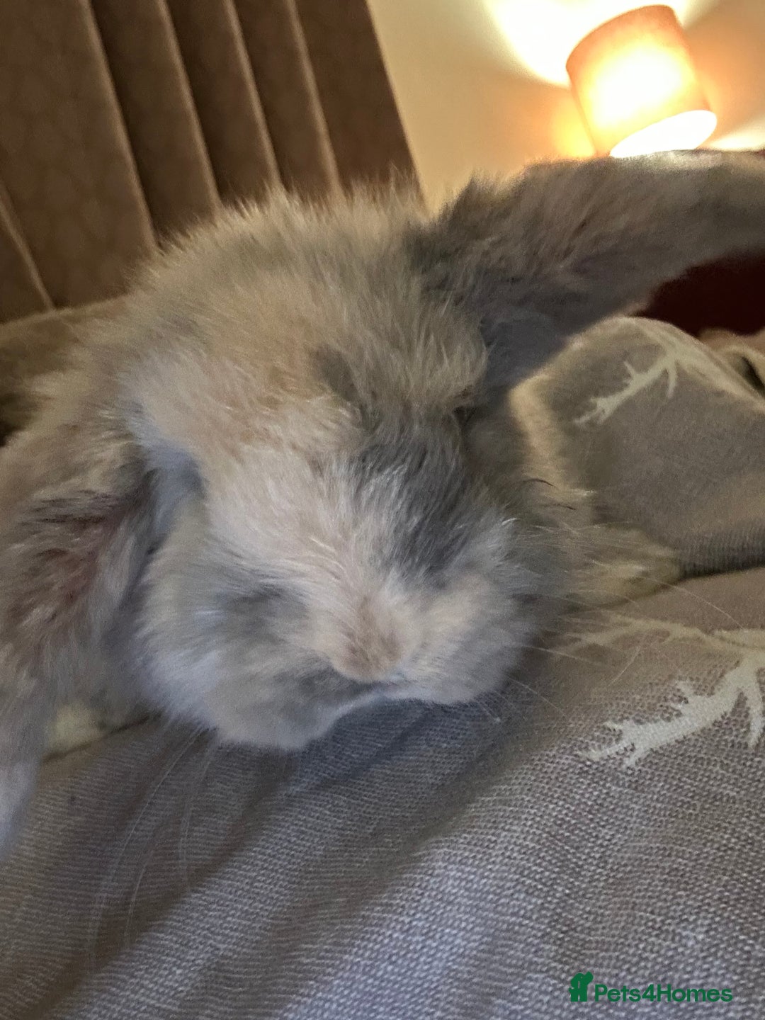 Mini Lop rabbits for sale: Two baby mini lops - Advert 6