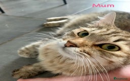 Siberian cats for sale: Siberian girl kittens ready for new home now - Image 30