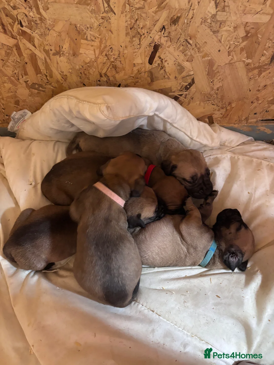 Boerboel dogs for sale: South African boerboel - Advert 2