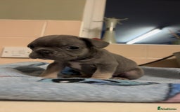 French Bulldog dogs for sale: French bulldog  - Image 4