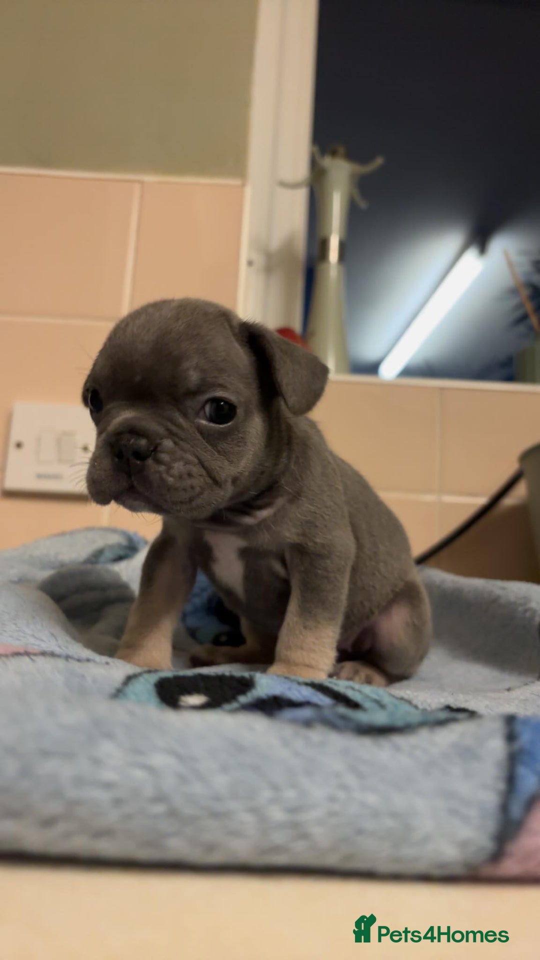 French Bulldog dogs for sale: French bulldog  - Image 4