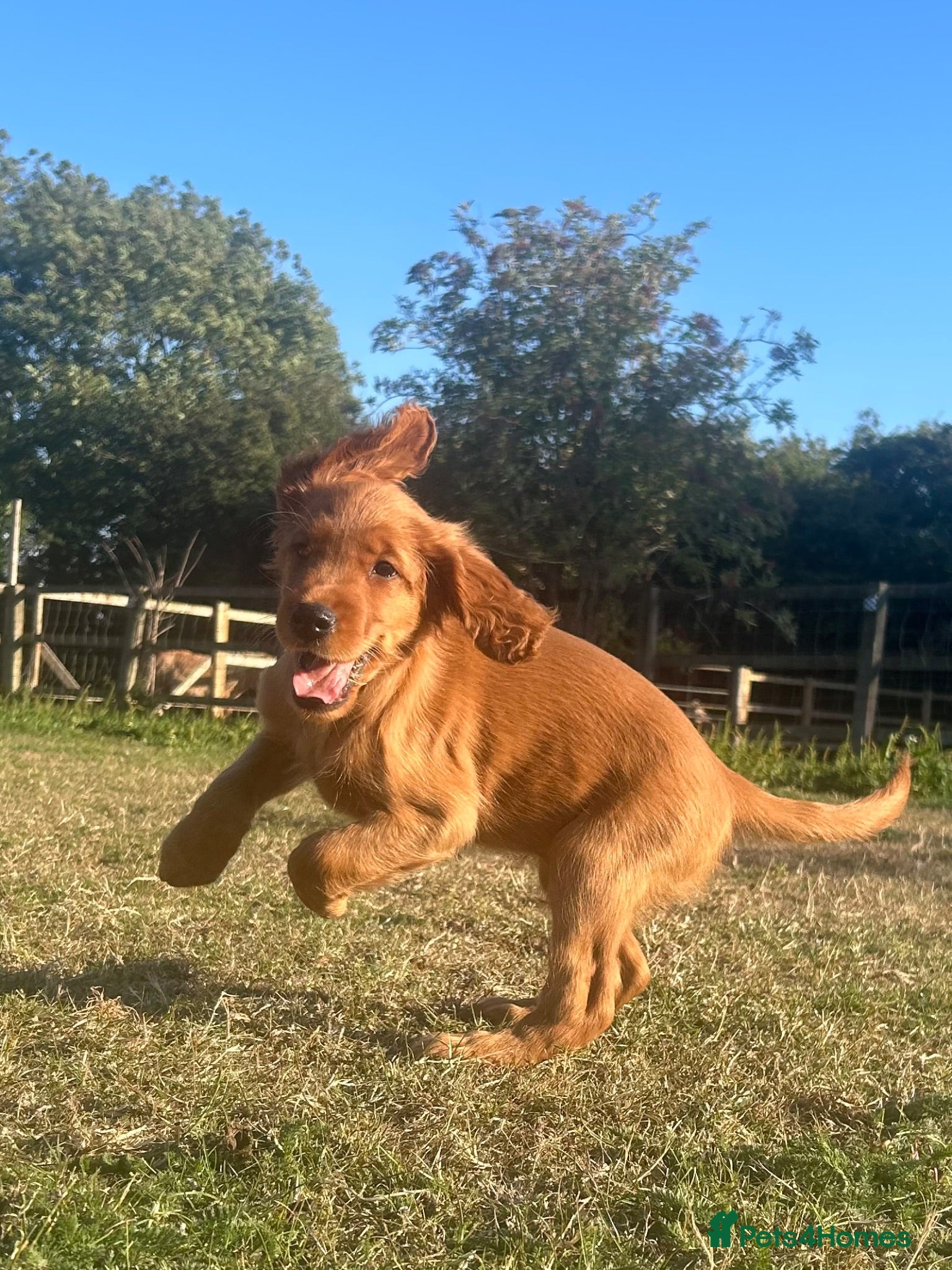 Mixed Breed dogs Ready now  ☘️ Golden Irish puppies available  ☘️ - Advert 2