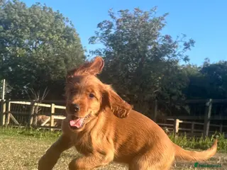 Mixed Breed dogs Ready now ☘️ Golden Irish puppies available ☘️ - Advert 2
