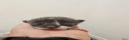 Mixed Breed cats for sale: Grey fluffy kittens - Advert 6