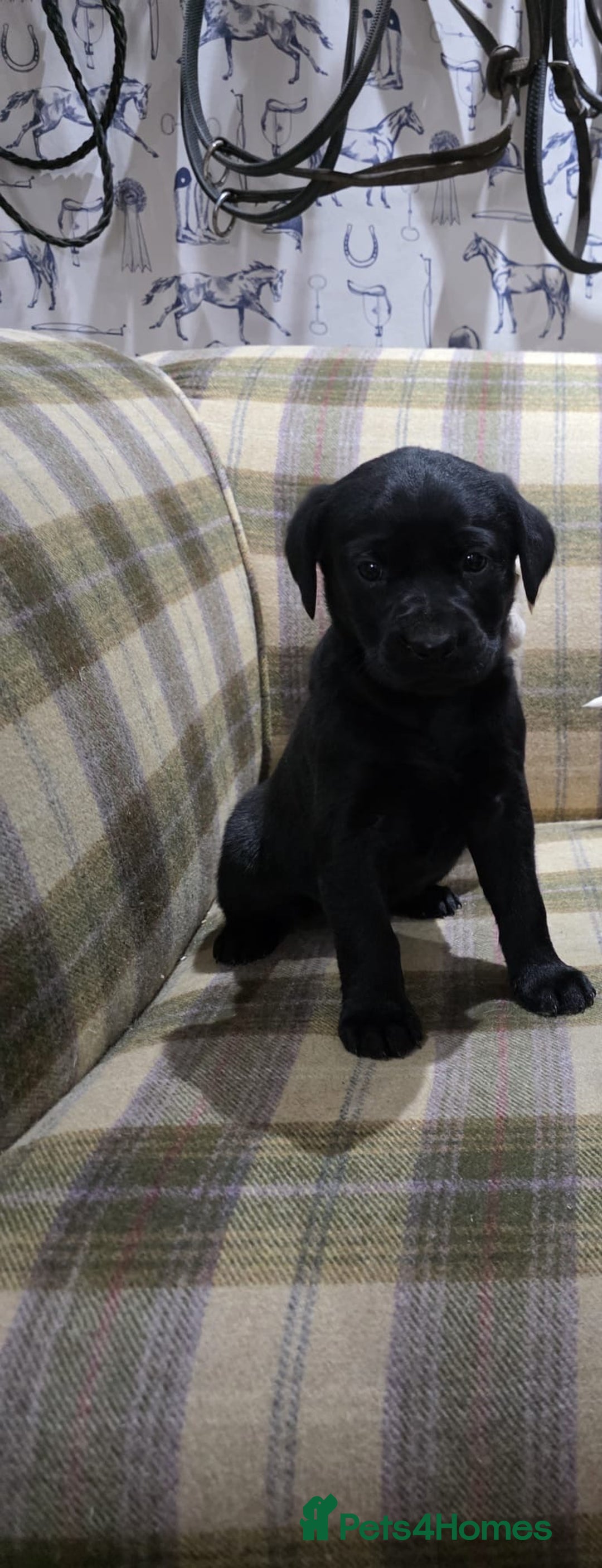 Labrador Retriever dogs for sale: Labrador puppies gold and black boys and girls  - Advert 13