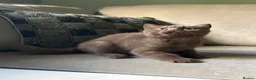 British Shorthair cats for sale:  Last 2 GCCF REG BOYS  - Advert 11