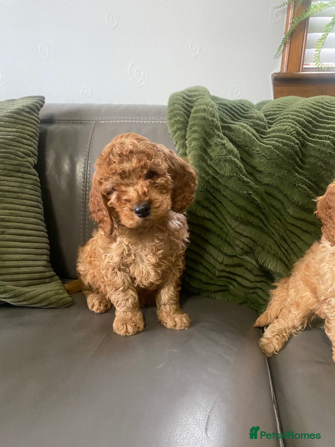 Cockapoo dogs for sale: Cockatoo puppies - Advert 9