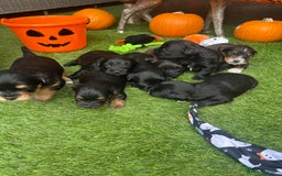 Yorkiepoo dogs for sale: Yorkiepoo Puppys - Image 3