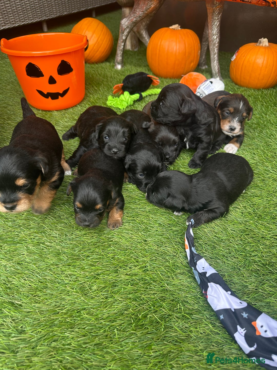 Yorkiepoo dogs for sale: Yorkiepoo Puppys - Image 3
