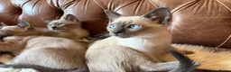 Tonkinese cats for sale: Exquisite Kittens- Tonkinese Dolls - Advert 14