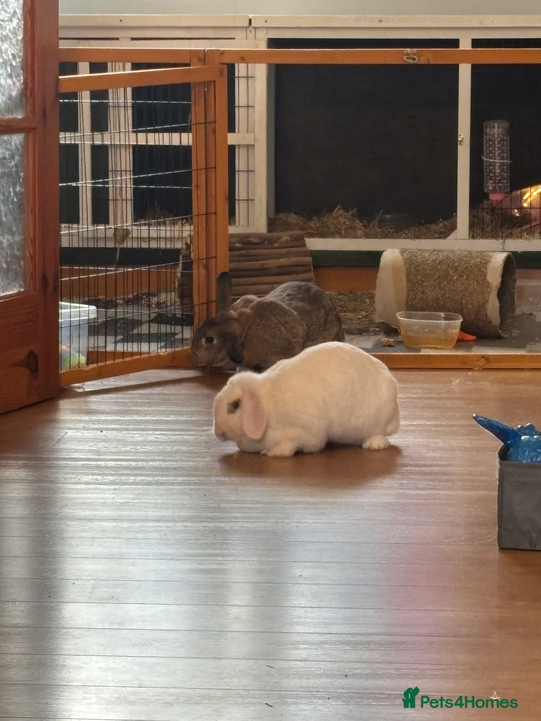 Mixed Breed rabbits for sale: Two lop eared rabbits  in Leeds - Advert 1