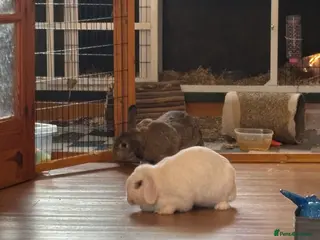 Mixed Breed rabbits Two lop eared rabbits - Advert 5