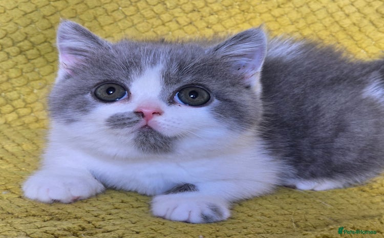 British Shorthair cats - Advert 3