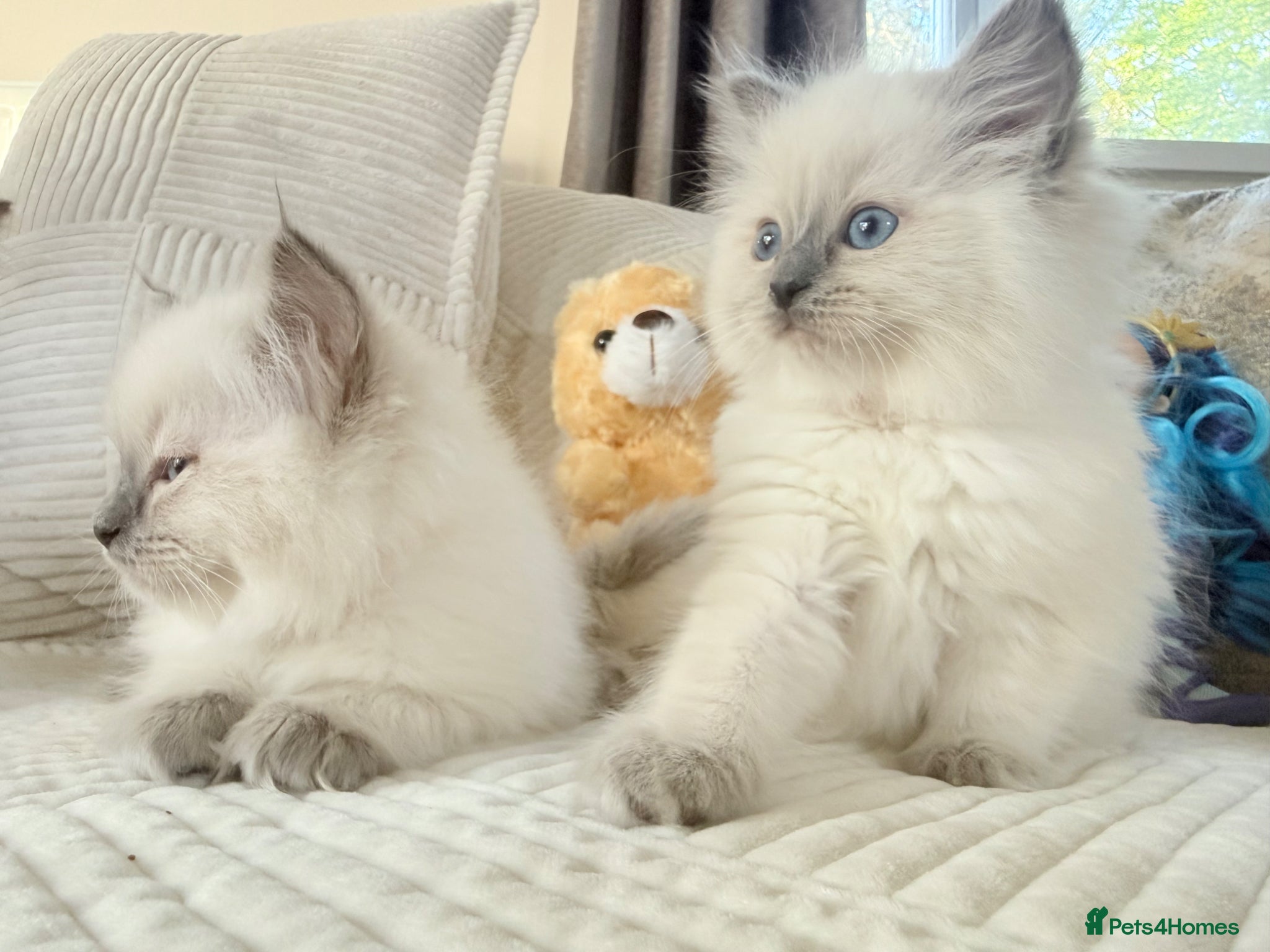 Ragdoll cats Stunning Bluepoint Ragdoll Kittens for sale - Advert 17