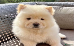 Chow Chow dogs for sale: Adorable Chow Chow puppy - Image 2