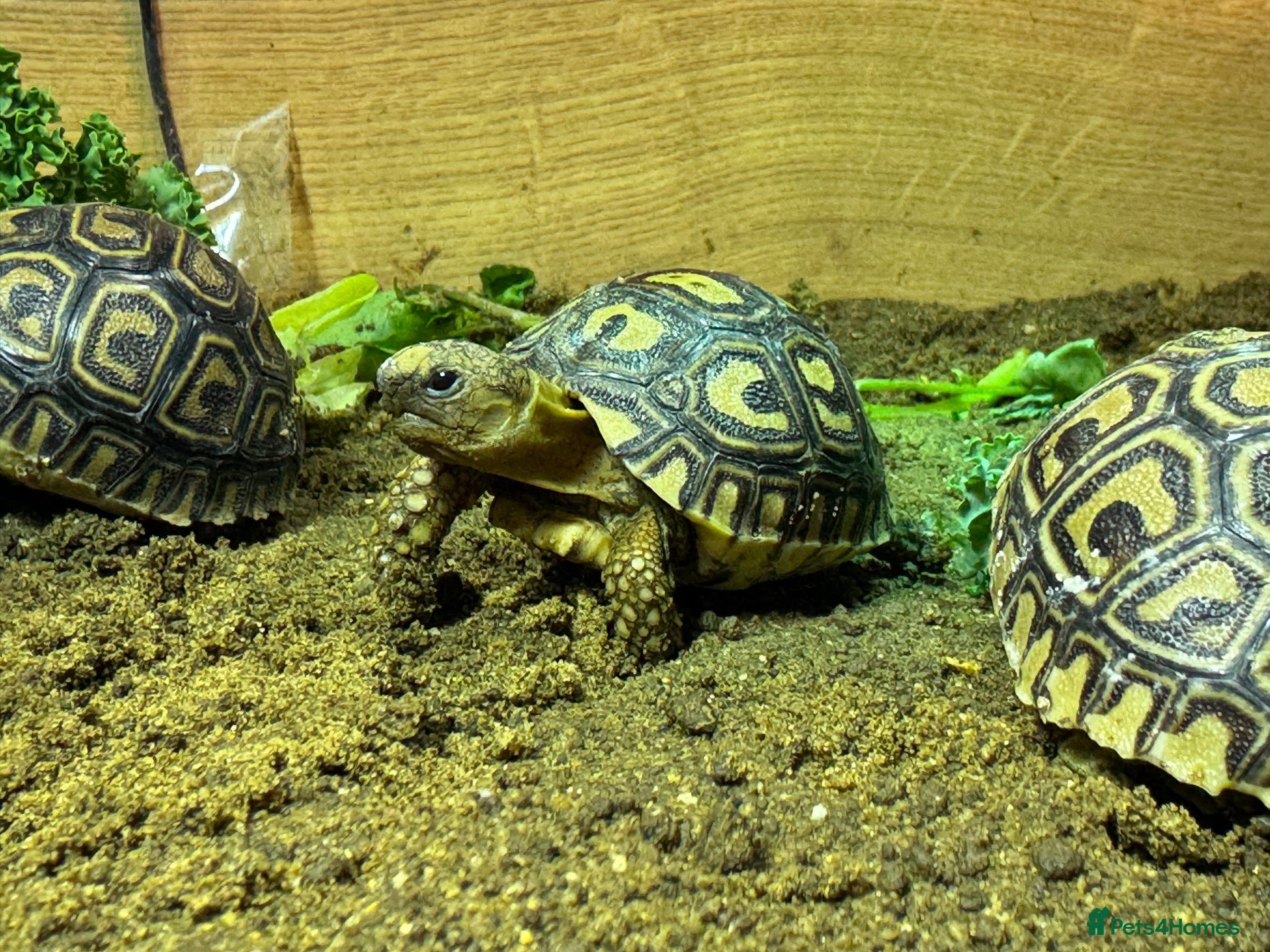 Tortoise reptiles for sale: BABY LEOPARDS & SET UPS - Advert 1