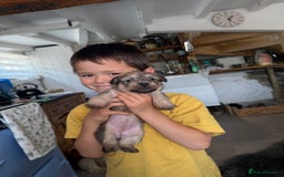 Glen of Imaal Terrier dogs for sale: Glen of Imaal terrier puppies - Image 2