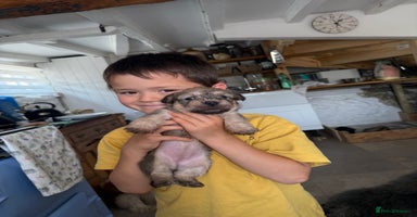 Glen of Imaal Terrier dogs - Advert 16
