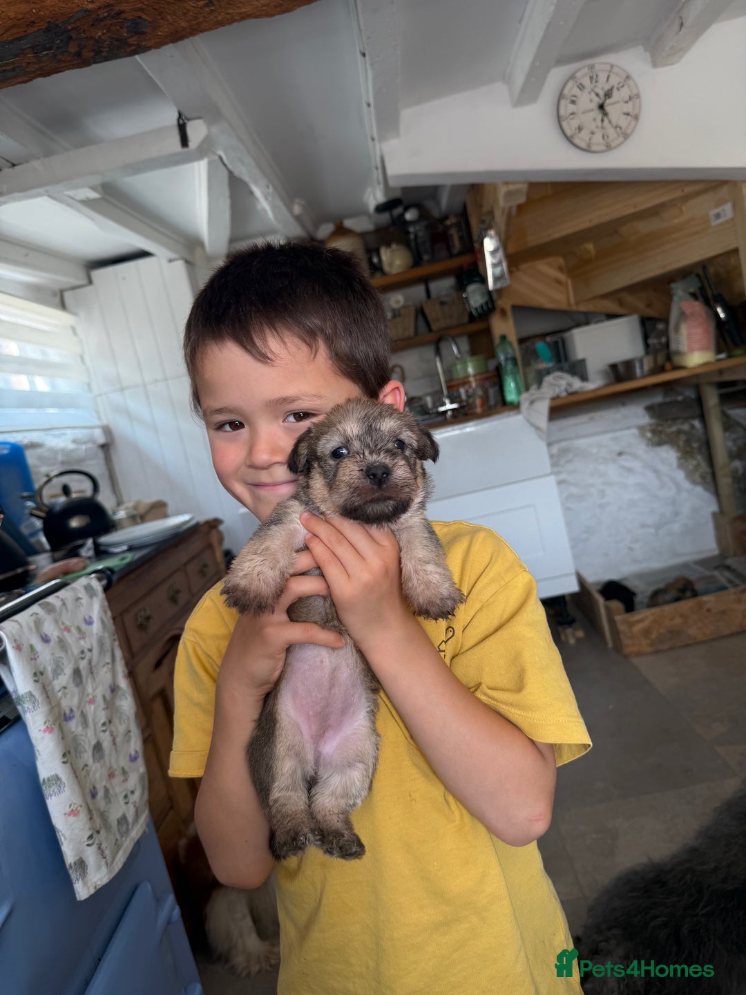 Glen of Imaal Terrier dogs for sale: Glen of Imaal terrier puppies - Image 2