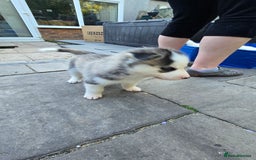 Siberian Husky dogs for sale: Siberian husky pups  - Image 16