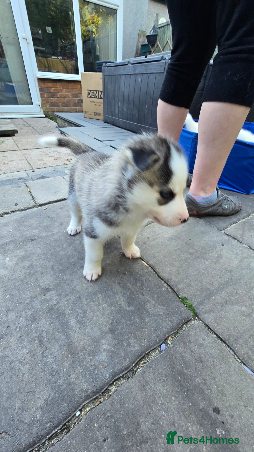 Siberian Husky dogs for sale: Siberian husky pups  - Image 16