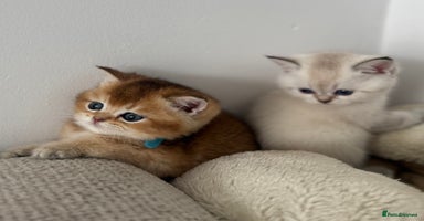 British Shorthair cats - Advert 6