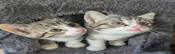 Mixed Breed cats for sale: Very playful,  healthy and happy kittens - Advert 6