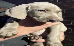 Weimaraner dogs for sale: Kc reg Weimaraner - Image 17