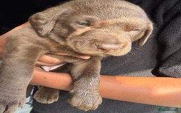 Labrador Retriever dogs for sale: EXCELLENT &UNIQUE LAB PUPPIES AV 12 NOV £1450 - Image 40
