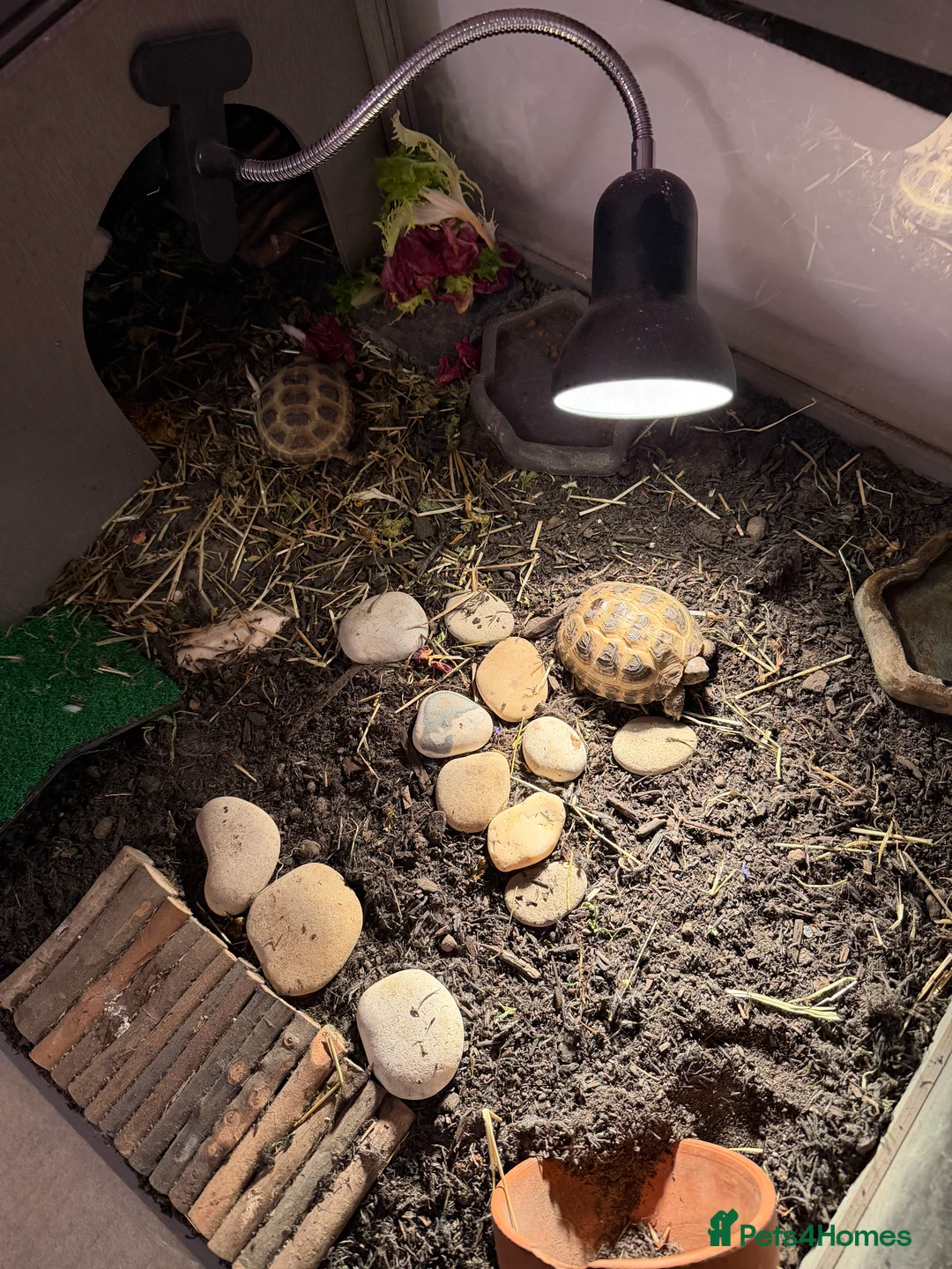 Tortoise reptiles for sale: 2 x horsfield tortoises with complete set up  in Norwich - Advert 1