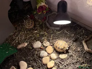 Tortoise reptiles 2 x horsfield tortoises with complete set up in Norwich - Advert 2