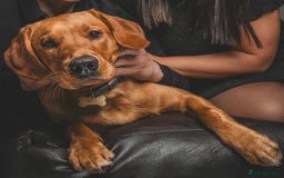 Labrador Retriever dogs for sale: Sykehead are expecting Fox Red lab pups  - Image 2