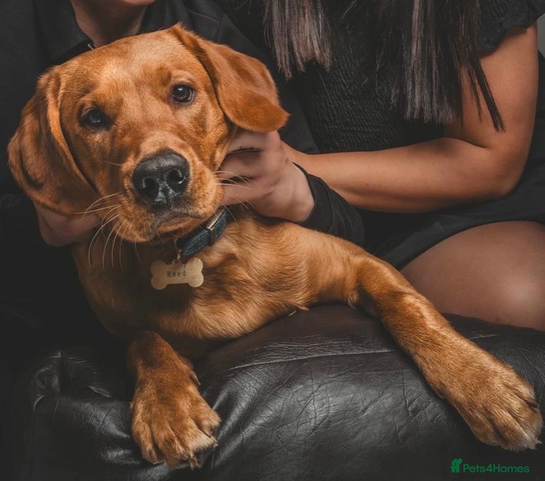 Labrador Retriever dogs for sale: Sykehead are expecting Fox Red lab pups  - Image 2