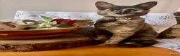 Mixed Breed cats for sale: Sphynx tortoiseshell mixed breed kittens - Advert 9