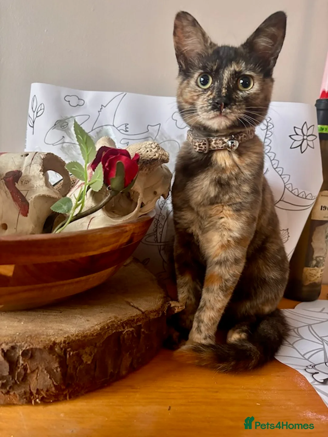 Mixed Breed cats for sale: Sphynx tortoiseshell mixed breed kittens - Advert 9