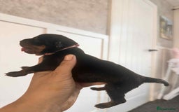 Rottweiler dogs for sale: Rottweiler Puppies - Image 19