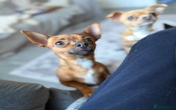 Chihuahua dogs for sale: Absolutely Stunning Little Chihuahua Puppies - Image 15