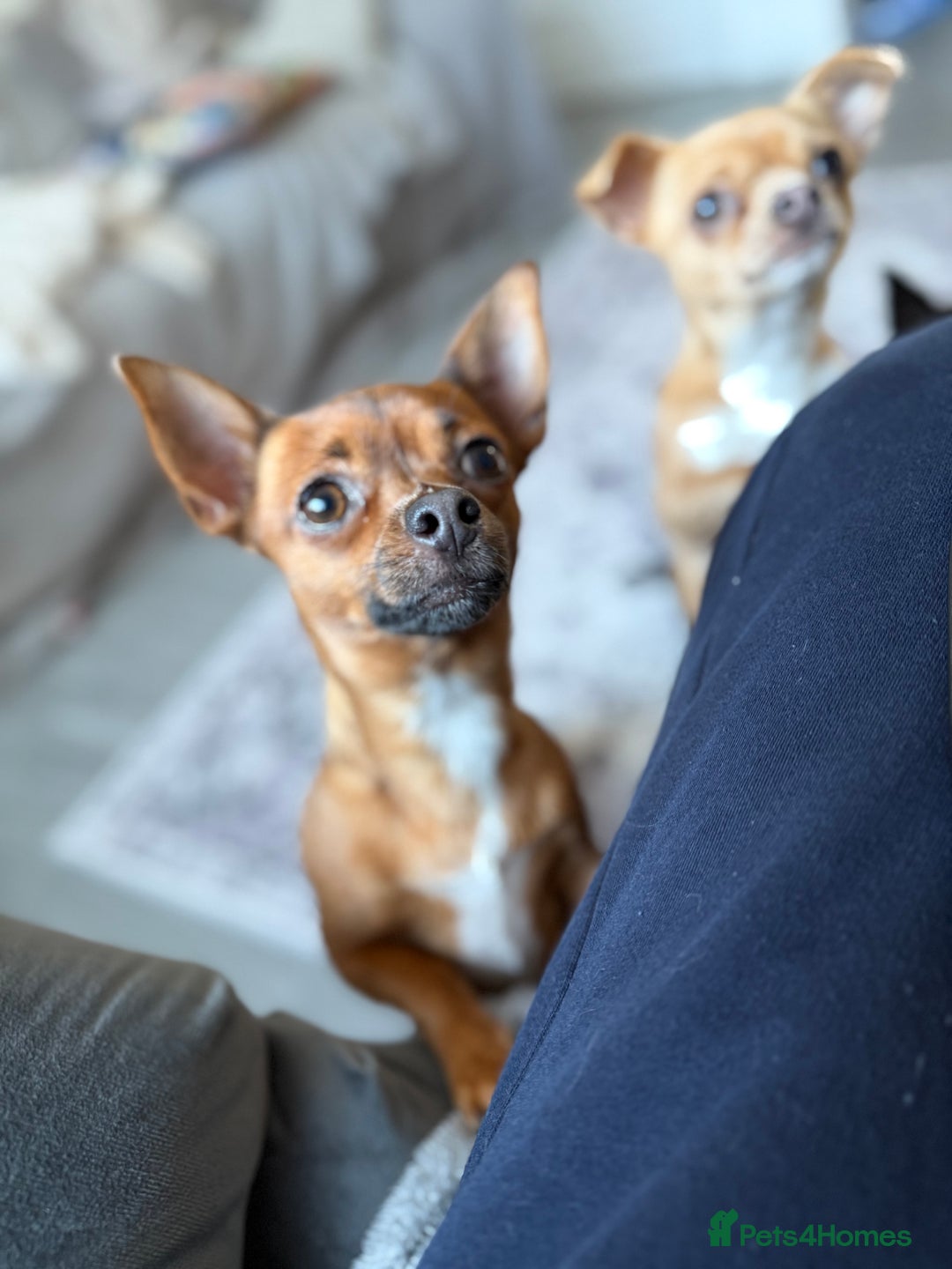 Chihuahua dogs for sale: Absolutely Stunning Little Chihuahua Puppies - Image 15