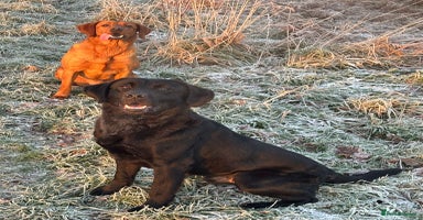 Labrador Retriever dogs - Advert 3