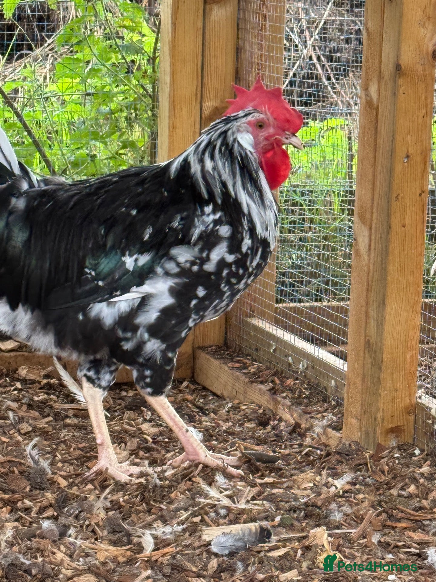 Chickens poultry Ex chequer leghorns  - Advert 2