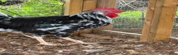 Chickens poultry for sale: Ex chequer leghorns  - Advert 1