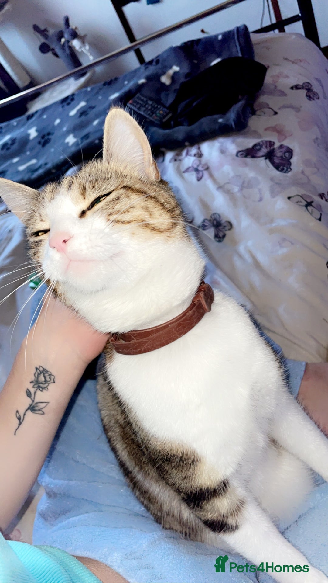 Mixed Breed cats for sale: Five tabby shorthair and longhair kittens - Advert 1