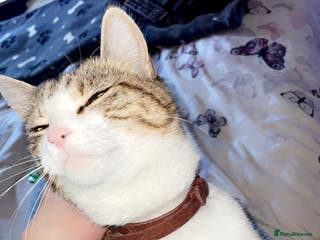 Mixed Breed cats Five tabby shorthair and longhair kittens - Advert 18