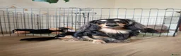 Miniature Dachshund dogs for sale: Miniature Dachshund Puppies - Advert 4