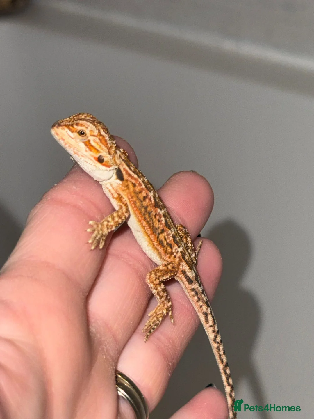 Bearded Dragon reptiles for sale: Baby Bearded Dragons For Sale! - Advert 11