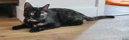 Mixed Breed cats for sale: 2 kittens, brother and sister. 7 months old.  - Advert 5