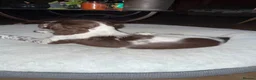 English Springer Spaniel dogs for sale: English springer spaniel boy🩵 for sale  - Advert 4