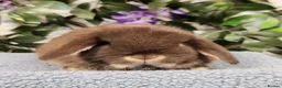 Mini Lop rabbits for sale: Mini lop bucks  in Romsey - Advert 5