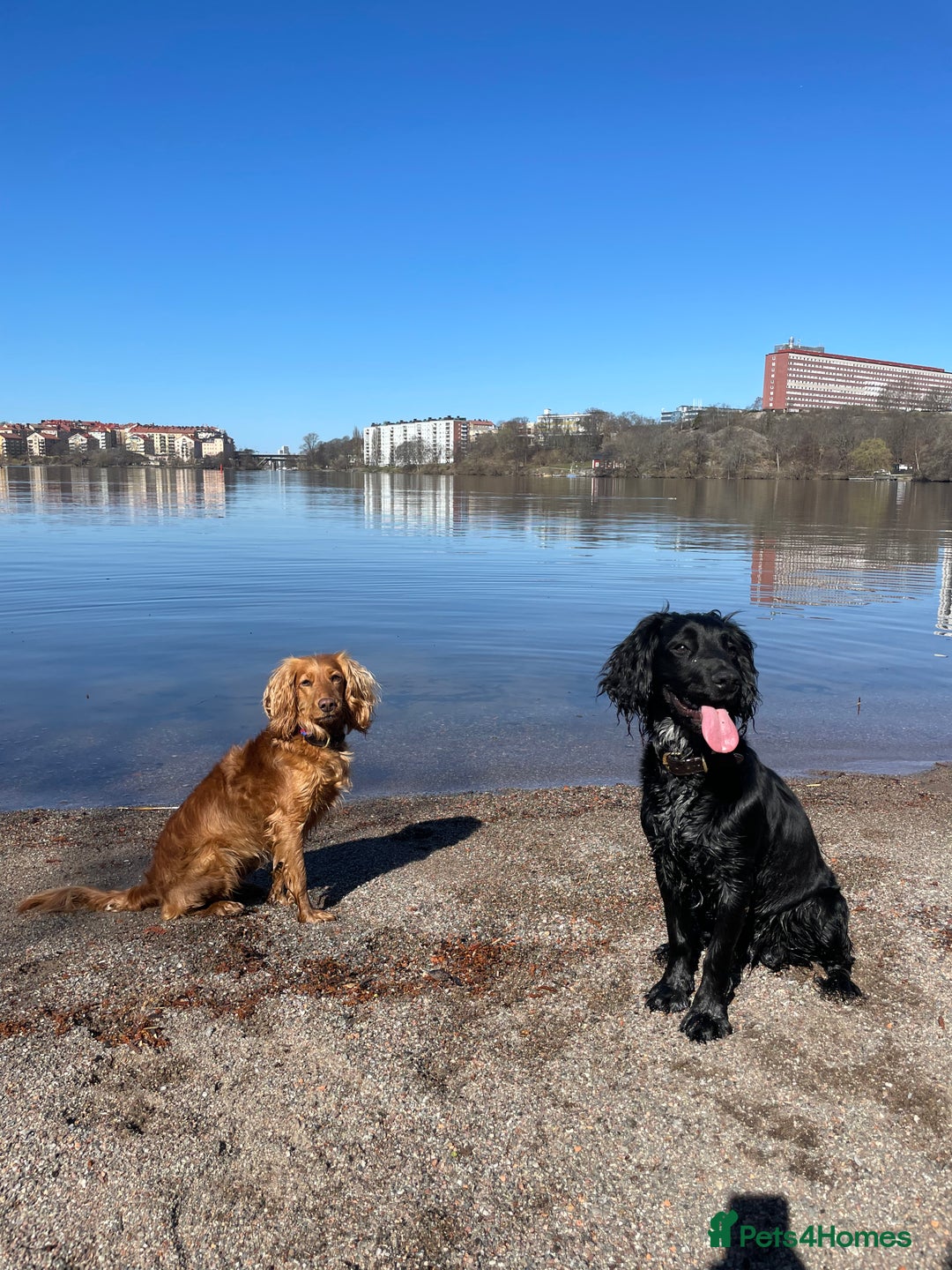 Sprocker dogs for stud: Gorgeous sprocker for stud (free)  - Image 13
