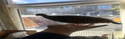 Pheasants poultry for sale: Black francolin females for sale  - Advert 3